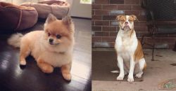 Pomeranian vs Alapaha Blue Blood Bulldog - Breed Comparison