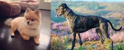 Pomeranian vs Alaunt - Breed Comparison