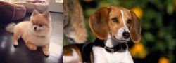 Pomeranian vs American Foxhound - Breed Comparison