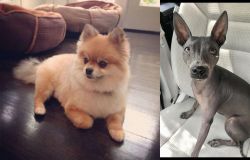 Pomeranian vs American Hairless Terrier - Breed Comparison