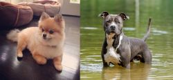 Pomeranian vs American Staffordshire Terrier - Breed Comparison