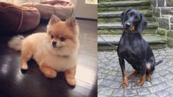 Pomeranian vs Austrian Black and Tan Hound - Breed Comparison