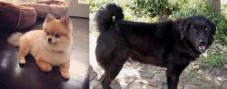 Pomeranian vs Bakharwal Dog - Breed Comparison