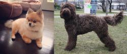 Pomeranian vs Barbet - Breed Comparison