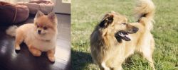 Pomeranian vs Basque Shepherd - Breed Comparison