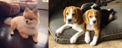 Pomeranian vs Beagle - Breed Comparison