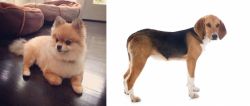Pomeranian vs Beagle-Harrier - Breed Comparison