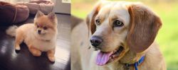 Pomeranian vs Beago - Breed Comparison