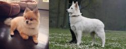 Pomeranian vs Berger Blanc Suisse - Breed Comparison