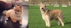 Pomeranian vs Berger Picard - Breed Comparison