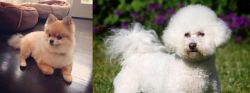 Pomeranian vs Bichon Frise - Breed Comparison