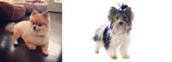 Pomeranian vs Biewer - Breed Comparison