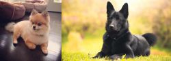 Pomeranian vs Black Norwegian Elkhound - Breed Comparison