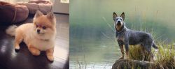 Pomeranian vs Blue Healer - Breed Comparison