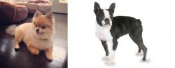 Pomeranian vs Boston Terrier - Breed Comparison