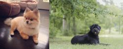 Pomeranian vs Bouvier des Flandres - Breed Comparison