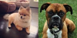 Pomeranian vs Boxer - Breed Comparison