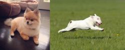 Pomeranian vs Bull Terrier - Breed Comparison