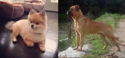 Pomeranian vs Bullmastiff - Breed Comparison
