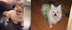 Pomeranian vs Cairland Terrier - Breed Comparison