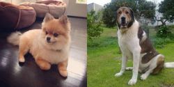 Pomeranian vs Cao de Gado Transmontano - Breed Comparison
