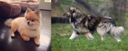 Pomeranian vs Carpatin - Breed Comparison