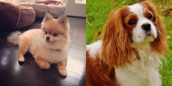 Pomeranian vs Cavalier King Charles Spaniel - Breed Comparison
