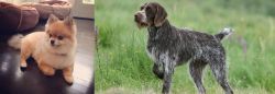 Pomeranian vs Cesky Fousek - Breed Comparison