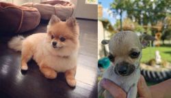 Pomeranian vs Chihuahua - Breed Comparison