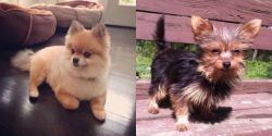 Pomeranian vs Chorkie - Breed Comparison