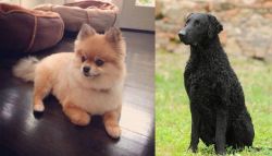 Pomeranian vs Curly Coated Retriever - Breed Comparison