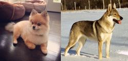 Pomeranian vs Czechoslovakian Wolfdog - Breed Comparison