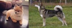 Pomeranian vs East Siberian Laika - Breed Comparison