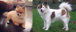 Pomeranian vs Elo - Breed Comparison