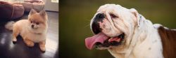 Pomeranian vs English Bulldog - Breed Comparison