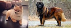 Pomeranian vs Estrela Mountain Dog - Breed Comparison