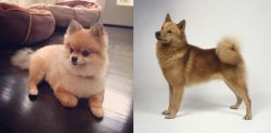 Pomeranian vs Finnish Spitz - Breed Comparison