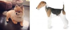 Pomeranian vs Fox Terrier - Breed Comparison