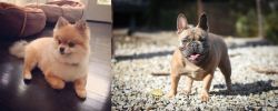 Pomeranian vs French Bulldog - Breed Comparison