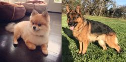 Pomeranian vs German Shepherd - Breed Comparison