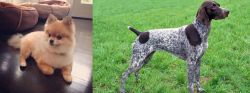 Pomeranian vs German Shorthaired Pointer - Breed Comparison
