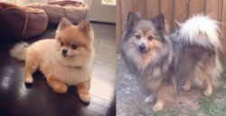 Pomeranian vs German Spitz (Mittel) - Breed Comparison