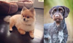 Pomeranian vs German Wirehaired Pointer - Breed Comparison
