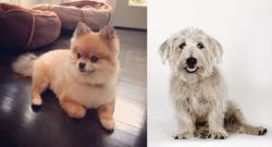 Pomeranian vs Glen of Imaal Terrier - Breed Comparison