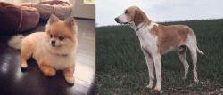 Pomeranian vs Grand Anglo-Francais Blanc et Orange - Breed Comparison