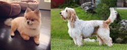 Pomeranian vs Grand Griffon Vendeen - Breed Comparison