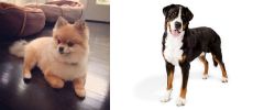 Pomeranian vs Greater Swiss Mountain Dog - Breed Comparison