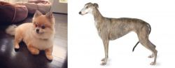 Pomeranian vs Greyhound - Breed Comparison