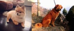 Pomeranian vs Himalayan Sheepdog - Breed Comparison