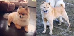 Pomeranian vs Hokkaido - Breed Comparison